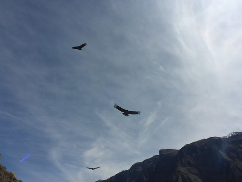 Three condors flying overhead